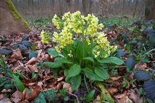 Prachtexemplar im Blausternnwald