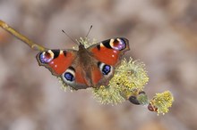 Tagpfauenauge an den Weidenkätzchen