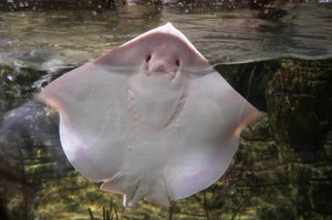 Hallo