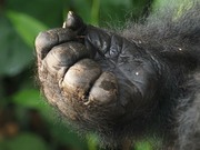 Gib mir deine Hand