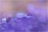 Leberblümchen (Hepatica nobilis)
