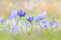 Frühlingswiese ...,