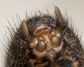 Spinnwarzen der Hauswinkelspinne