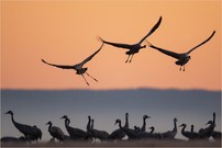 Wenn die Kraniche kommen...