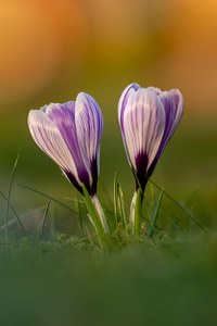 Zwei Krokusse im Abendlicht