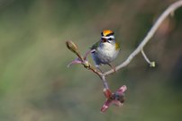 König der Blüte: Sommergoldhähnchen