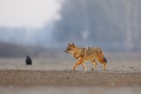 Goldschakal Serbien Winter 25