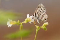 Kleiner Wanderbläuling 🦋