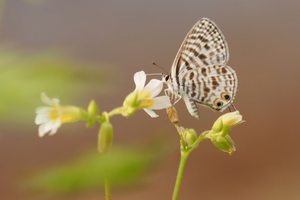 Kleiner Wanderbläuling 🦋