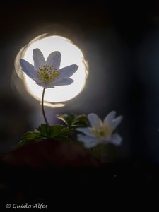 Light Ball