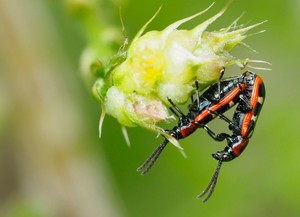 Gemeine Spargelhähnchen (Crioceris asparagi)