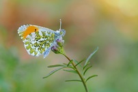 Mein erster Aurorafalter