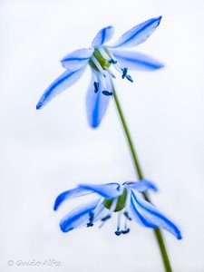 Blue Star