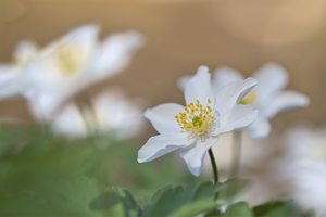 Buschwindröschen