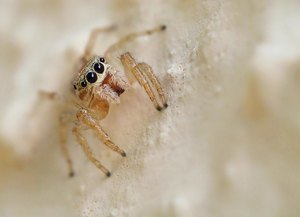Springspinne 'Icius hamatus' (Weibchen)
