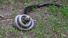 Blindschleichenpaarung (rein dokumentarisch)