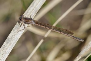 Nr. 1a: Sibirische Winterlibelle (Weibchen)