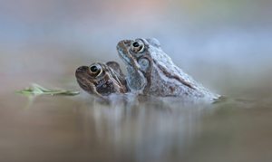 Grasfroschhochzeit....