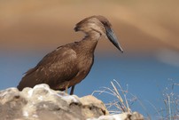 Wieso heißt er Hammerkopf?