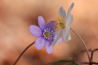 Wer hat die schönsten Pollen