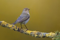 Flinker Flieger mal ganz still: Zilpzalp