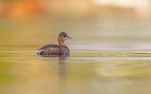 Zwergtaucher im Morgenlicht