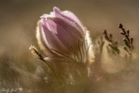 Frühlings-Kuhschelle