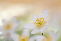 Hauch von Buschwindrose in Weiß