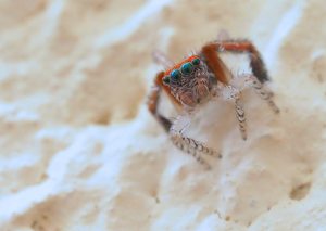 Haarbeinige Pfauenspinne (Saitis barbipes '25, Männchen)
