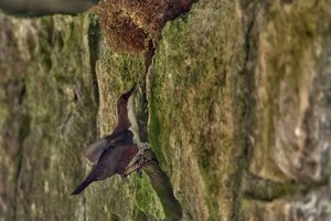 Anflug der Wasseramsel