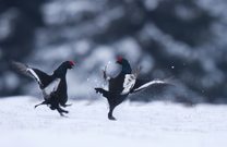 Balzende Birkhähne im Schnee