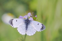 ein frisches Aurora Mädel
