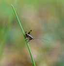 5 mm