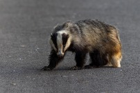 Unerwartete Begegnung