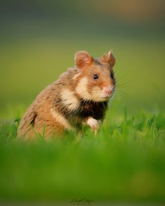 Hamsterzeit