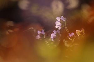 Im Gegenlicht