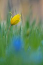 zarte Wildtulpe
