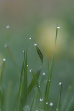 der erste Regen