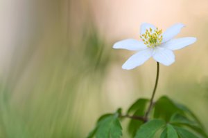 Buschwindröschen
