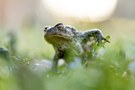 Krötenbesuch im Garten