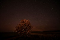 Blühender Baum vor Polarlichthimmel
