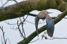 Nur eine Taube