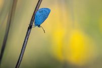 ... der Erste in diesem Jahr