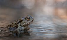 Die Lichtgestalt....