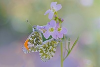 Anfang dieser Woche konnte ich eine Paarung der Aurorafalter