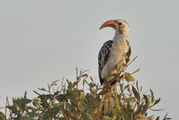 Nördlicher Rotschnabeltoko  (Savannentoko)