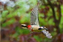 Buntspecht im Flug