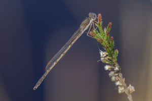 Nr. 2b: Gemeine Winterlibelle