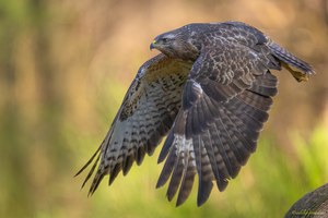 Bussard im Vorbeiflug