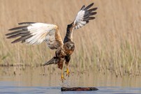 Abflug der Rohrweihe